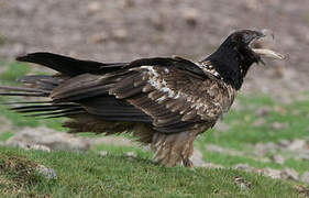 Bearded Vulture