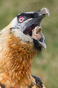 Bearded Vulture