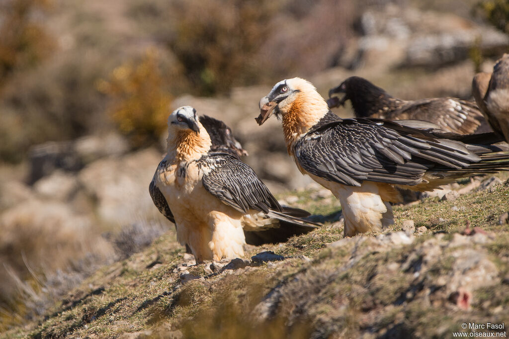 Gypaète barbu, mange