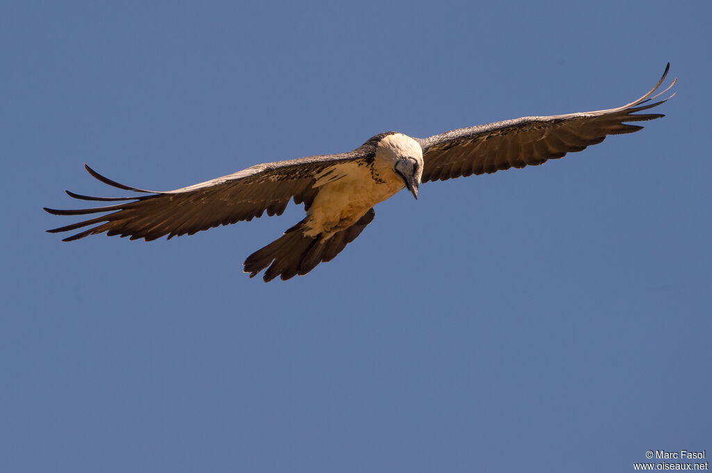 Bearded Vultureadult, Flight