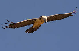 Bearded Vulture