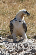 Bearded Vulture