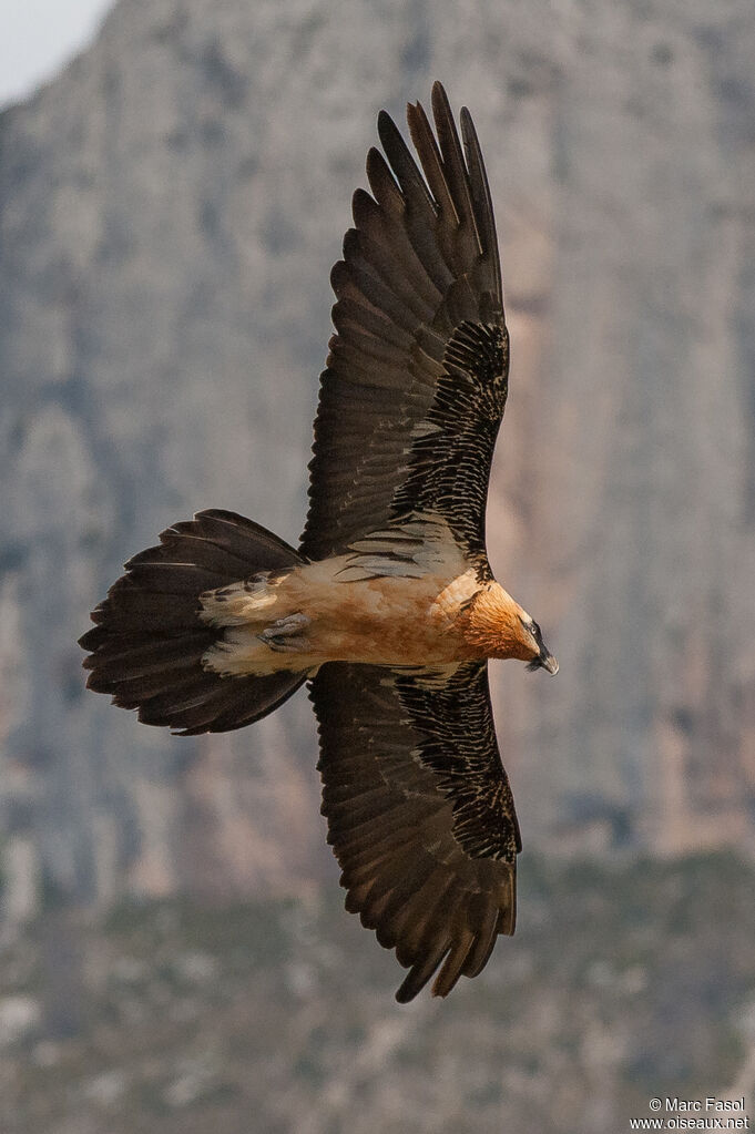 Bearded Vultureadult breeding, Flight