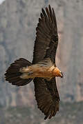 Bearded Vulture