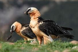 Bearded Vulture