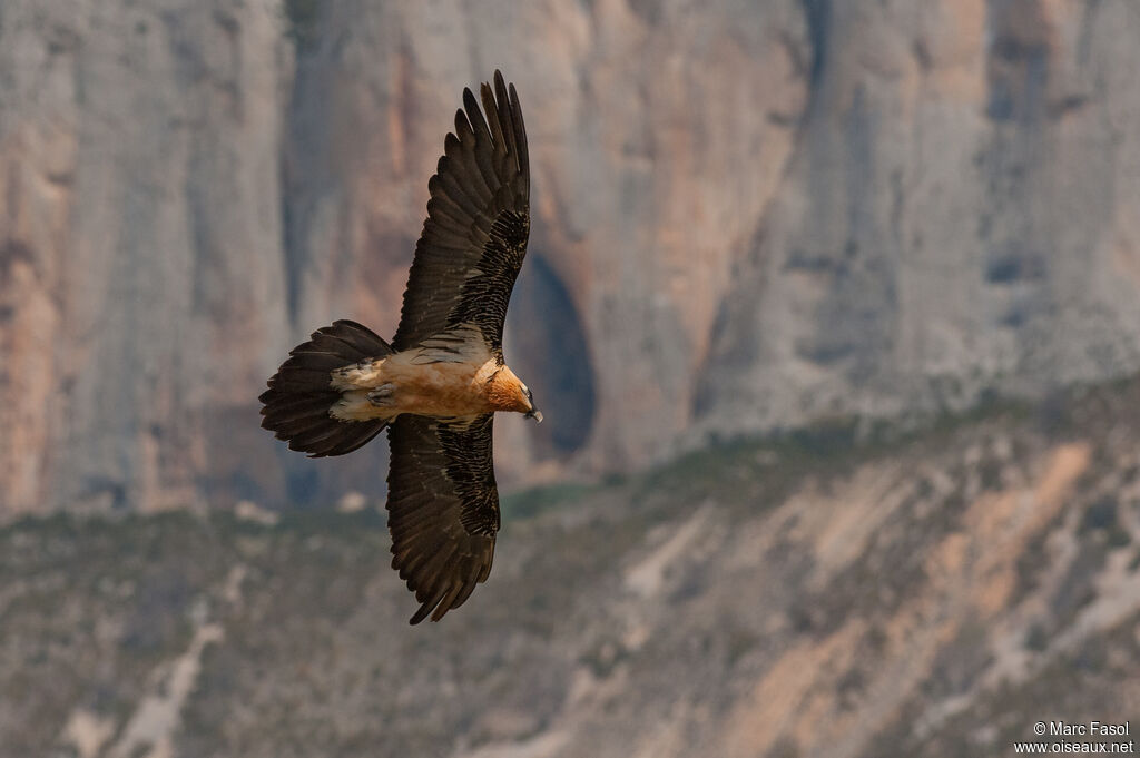 Bearded Vultureadult breeding, Flight