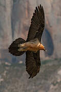 Bearded Vulture