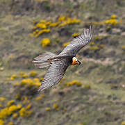 Bearded Vulture