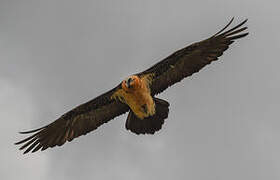 Bearded Vulture