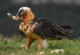 Bearded Vulture