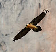 Bearded Vulture