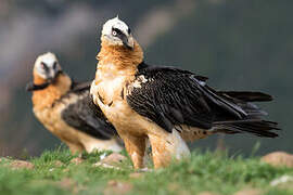 Bearded Vulture