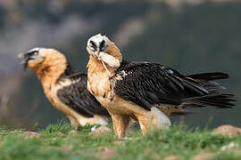 Bearded Vulture