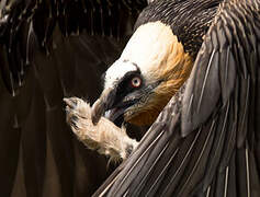 Bearded Vulture