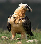 Bearded Vulture