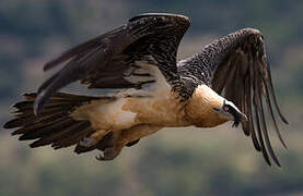 Bearded Vulture