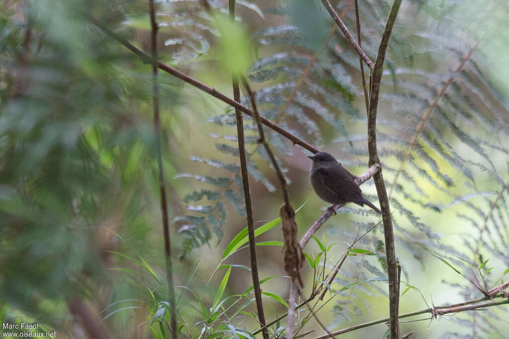 Slaty Finchadult, identification