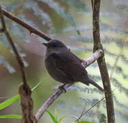 Slaty Finch