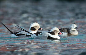 Long-tailed Duck