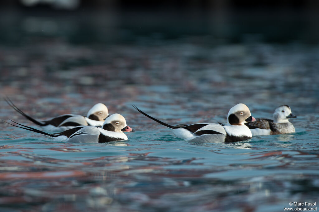 Long-tailed Duckadult