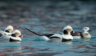 Long-tailed Duck