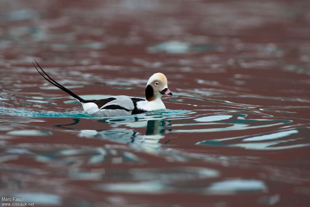 Long-tailed Duck male adult post breeding, identification