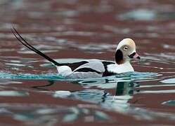 Long-tailed Duck