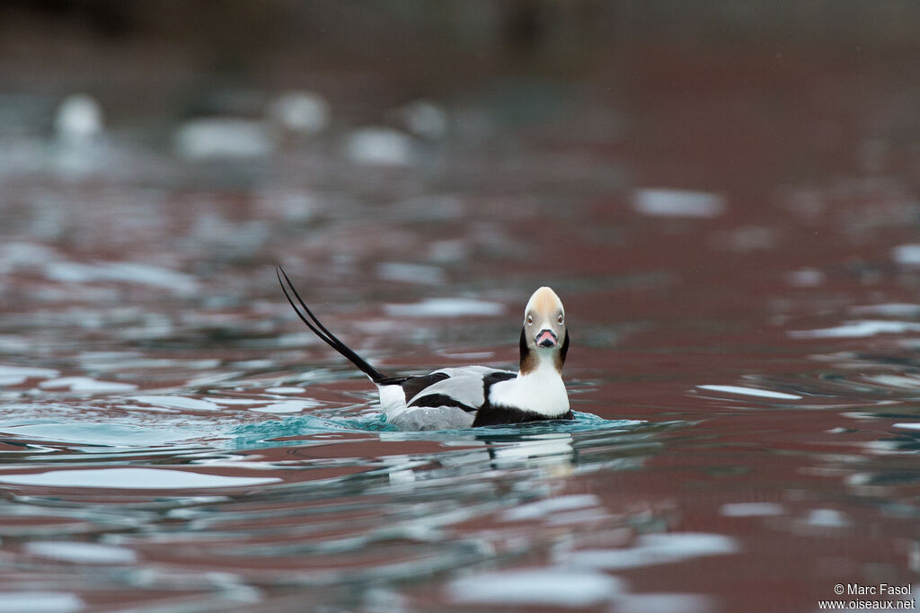 Long-tailed Duck male adult post breeding, identification, swimming