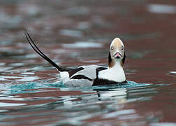 Long-tailed Duck