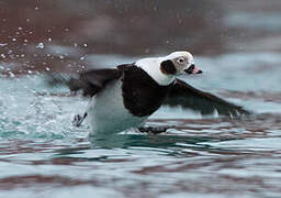 Long-tailed Duck