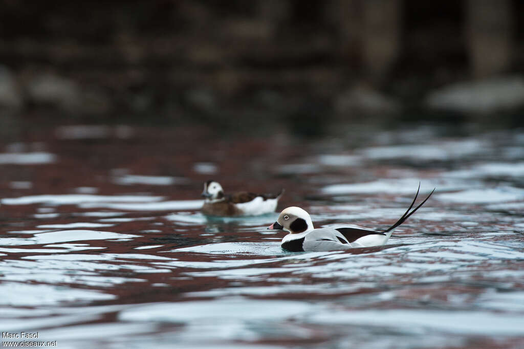 Long-tailed Duckadult post breeding