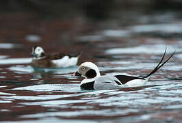 Long-tailed Duck