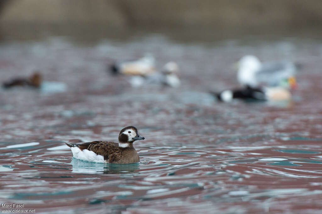 Long-tailed Duck female adult transition, identification