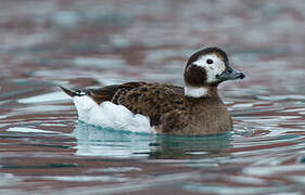 Long-tailed Duck