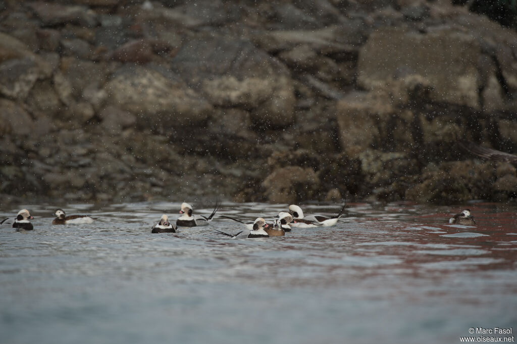 Long-tailed Duck