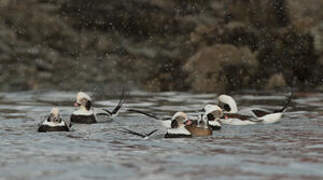 Long-tailed Duck