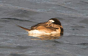 Long-tailed Duck