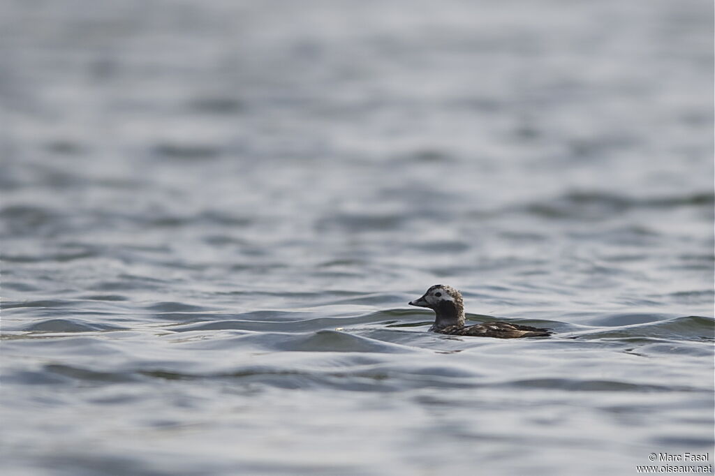 Long-tailed Duck male First year, identification, moulting