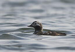 Long-tailed Duck