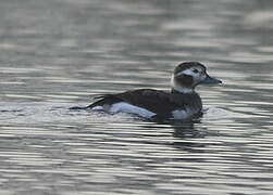 Long-tailed Duck