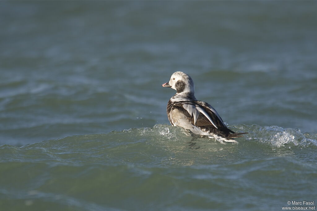 Long-tailed Duck male adult post breeding, identification, moulting, swimming