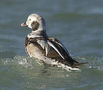 Long-tailed Duck