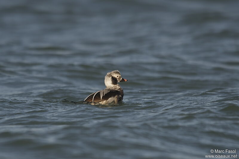Long-tailed Duck male adult post breeding, identification, moulting, swimming