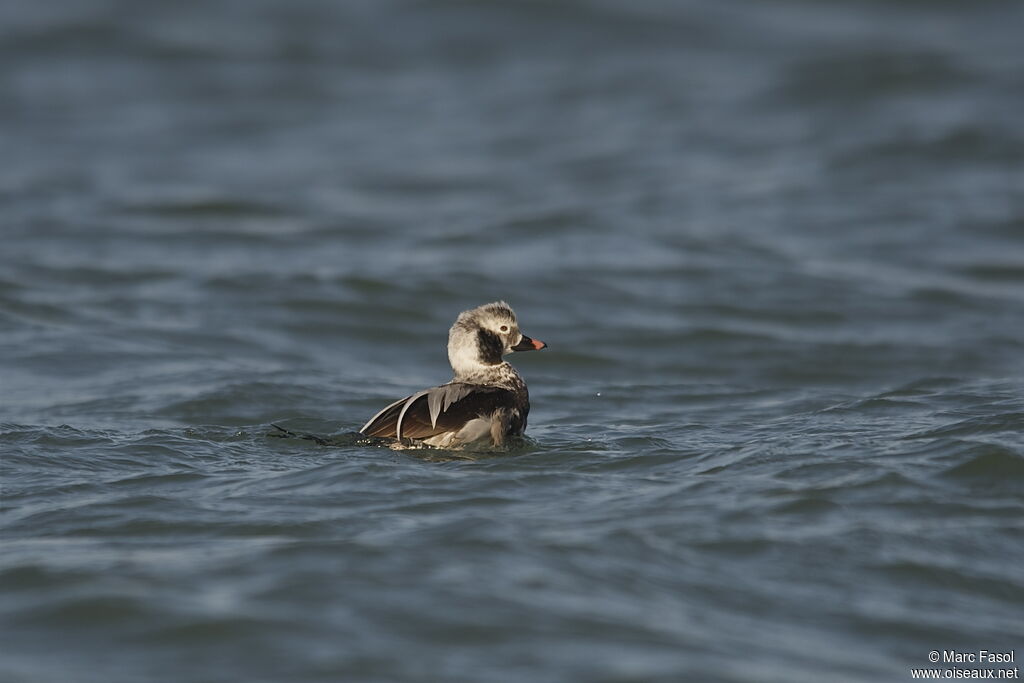 Long-tailed Duck male adult post breeding, identification, moulting, swimming