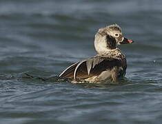 Long-tailed Duck