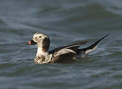 Long-tailed Duck