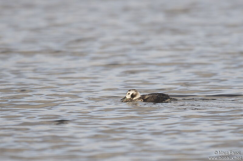 Long-tailed Duck female immature, identification