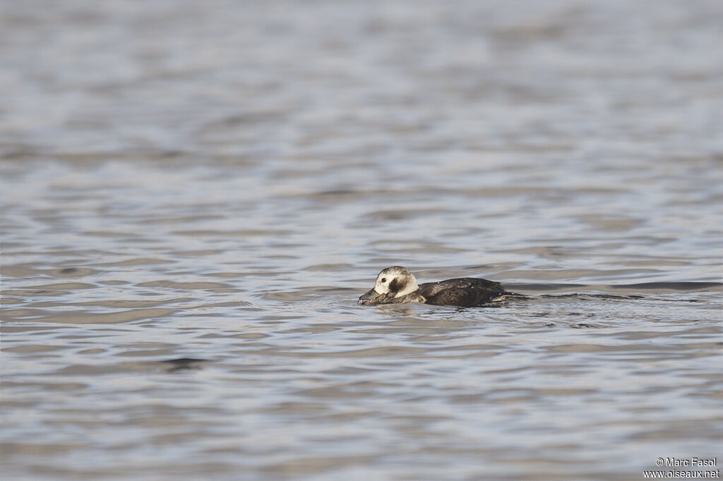 Long-tailed Duck female immature, identification