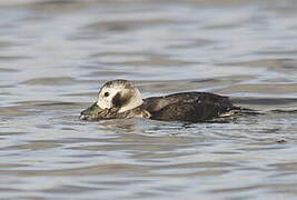 Long-tailed Duck