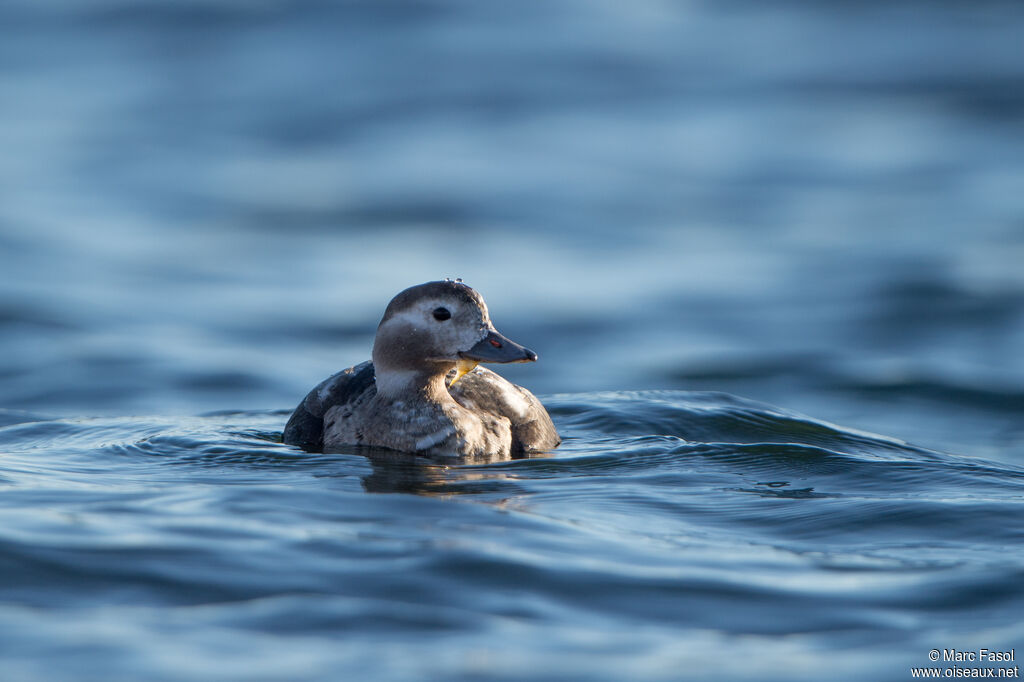 Long-tailed Duckimmature, identification, swimming